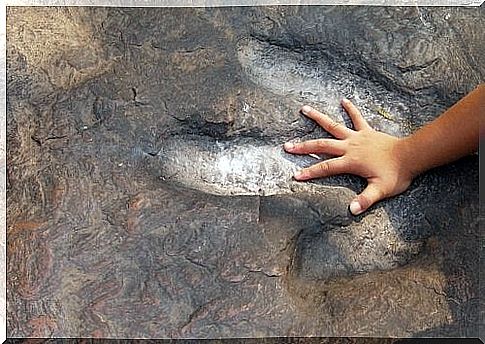 Child's hand on the print of a dinosaur paw