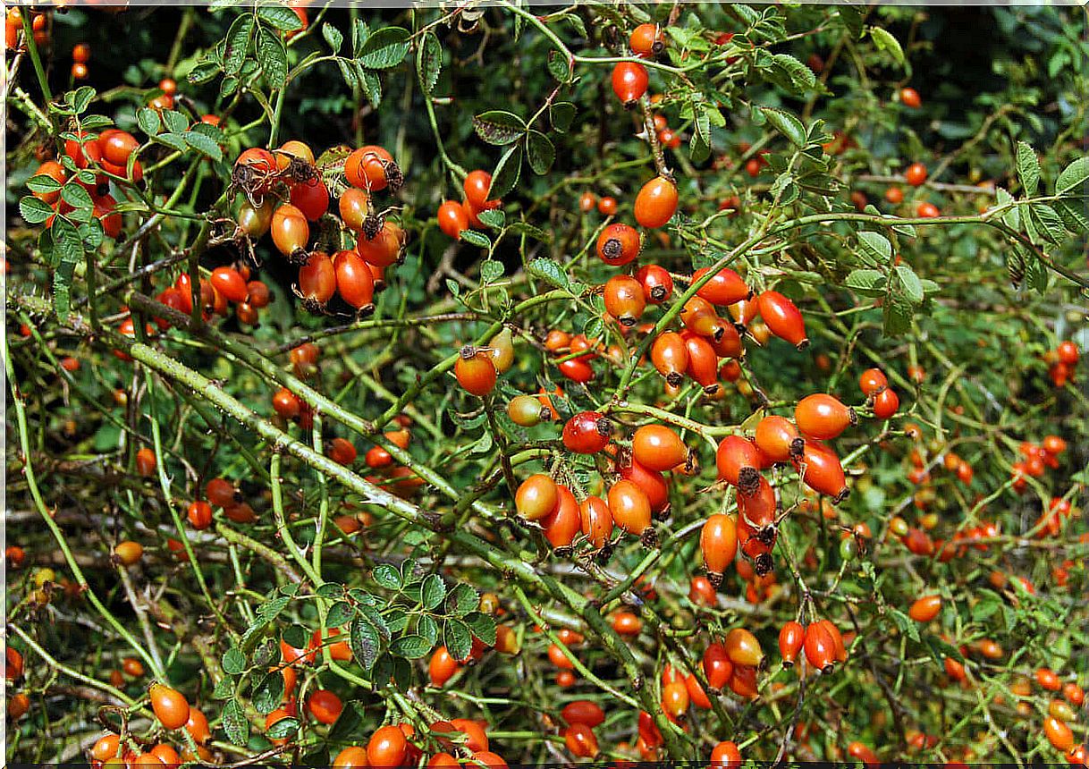 10 Benefits Of Rose Hips During Pregnancy