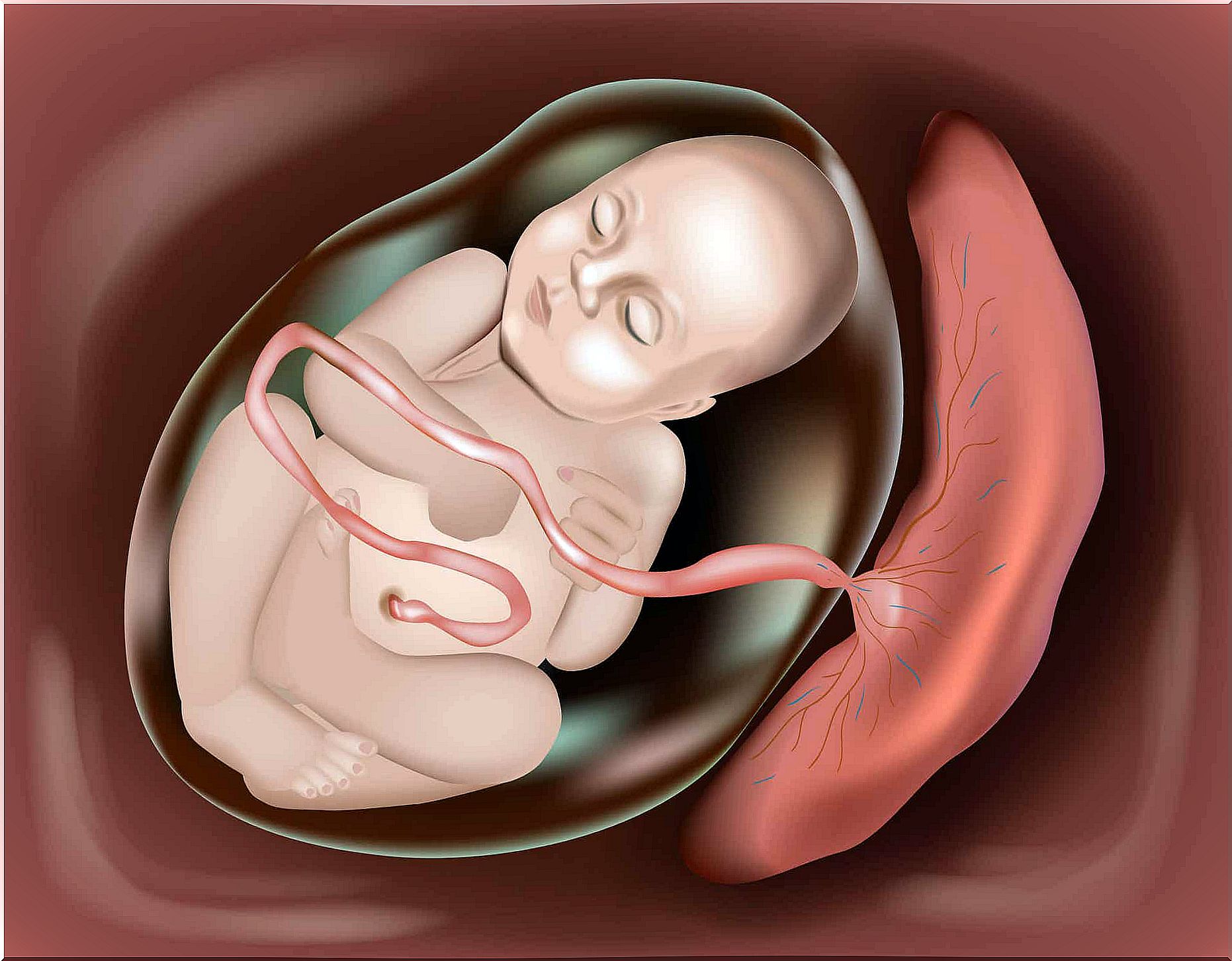 An automated drawing of a baby in the womb, connected to the placenta.