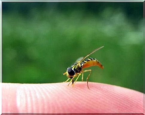 Wasp sting prevention and treatment