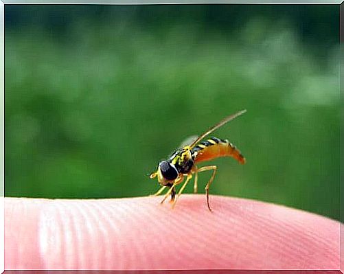 wasp stings finger